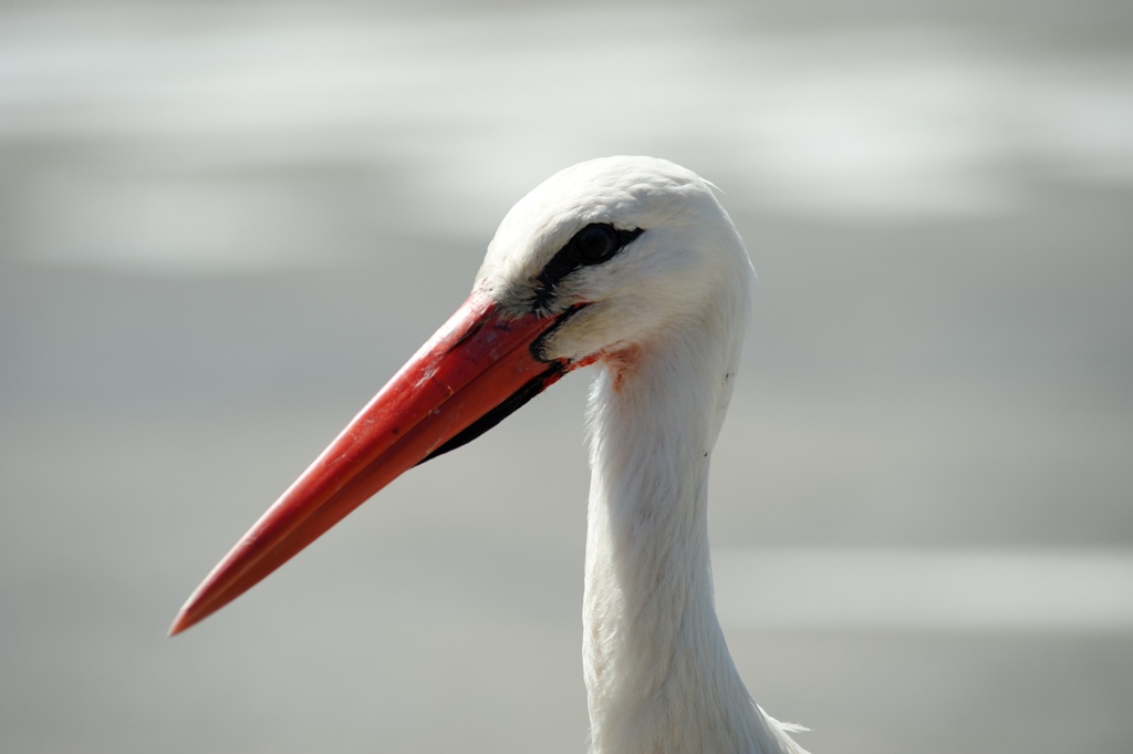 Alsace - une habitante du coin !